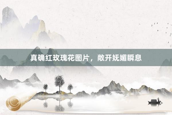 真确红玫瑰花图片，敞开妩媚瞬息
